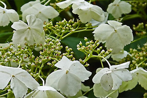 Kletter-Hortensie